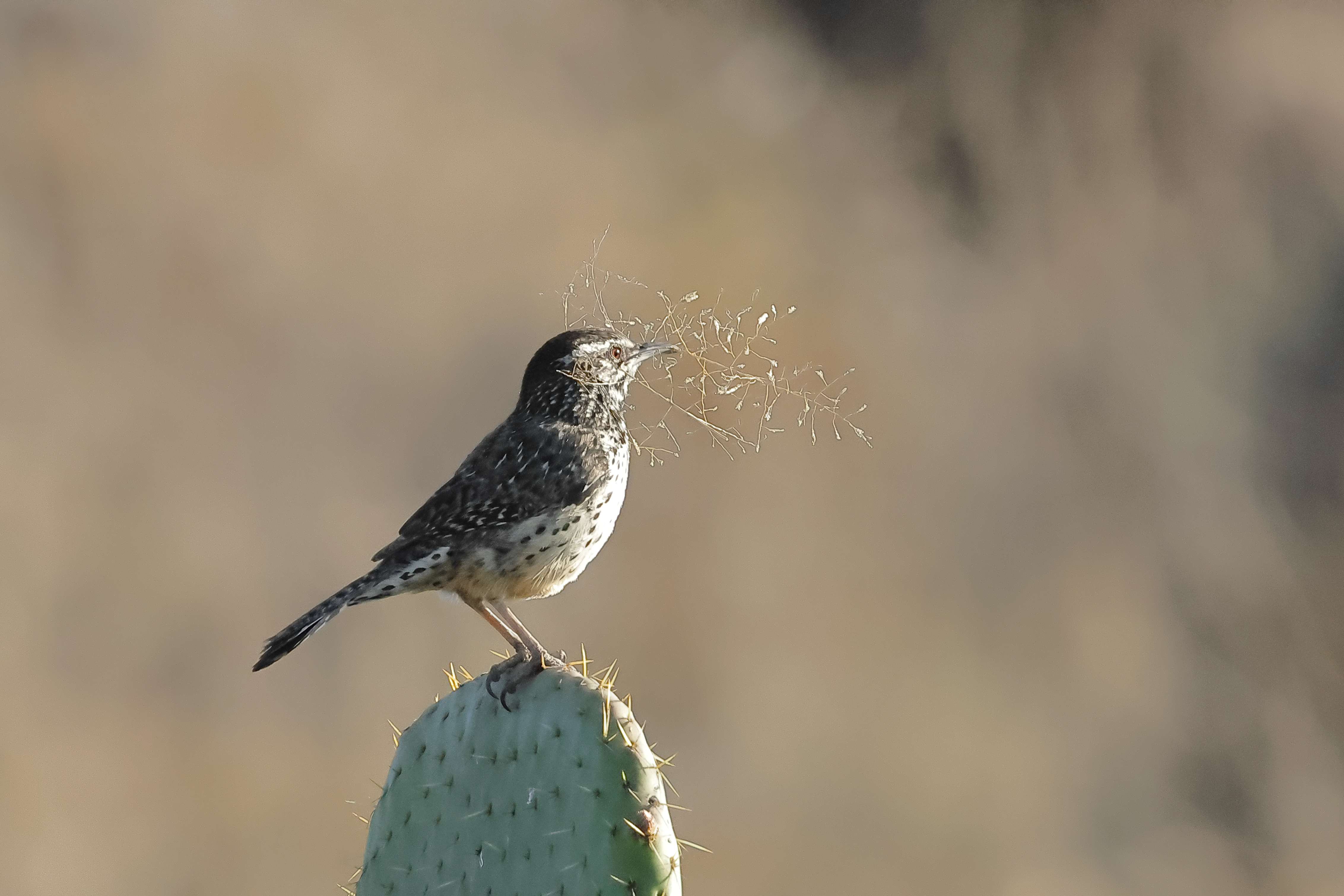 Construyendo un hogar