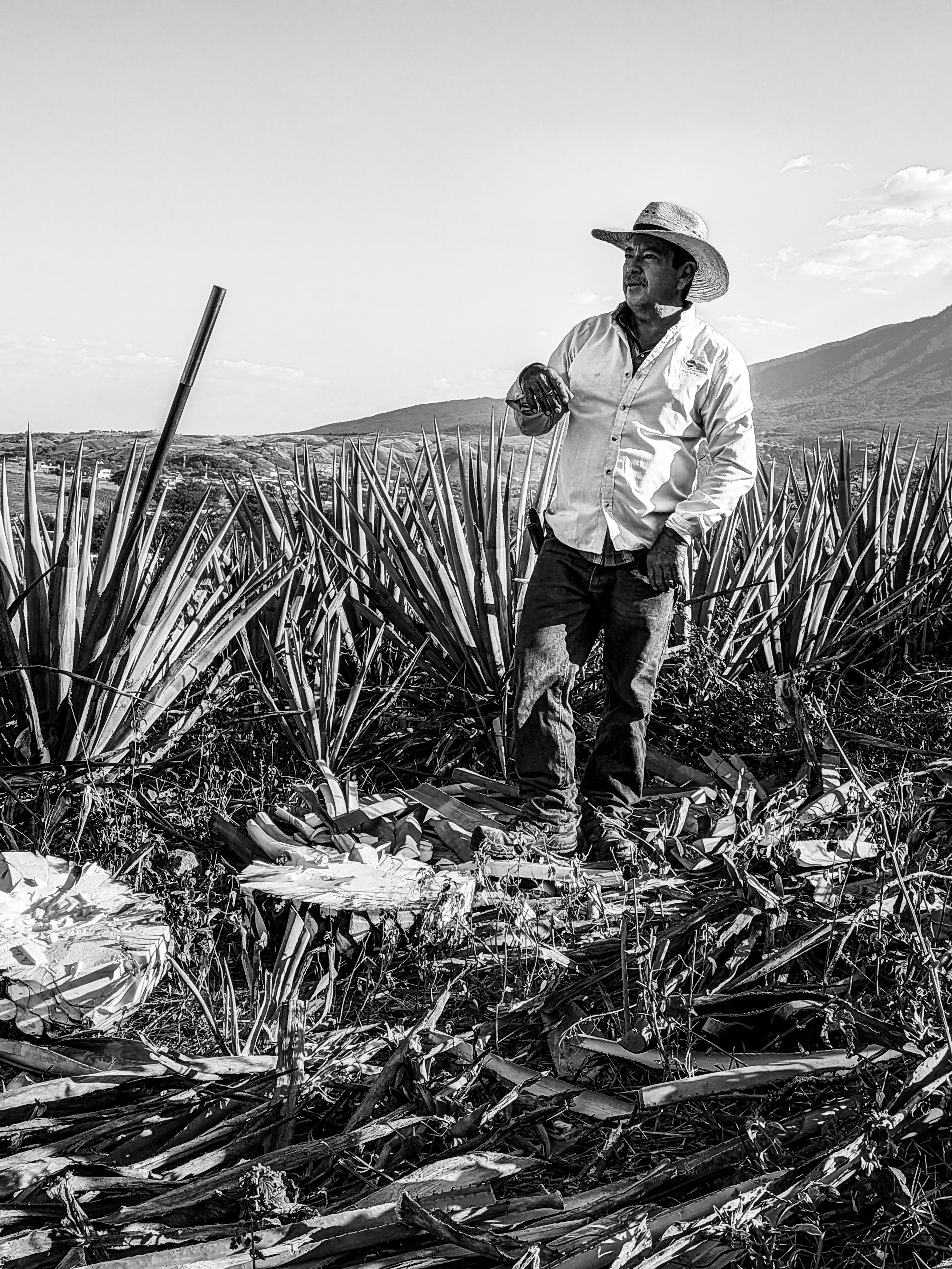 El agave y el hombre